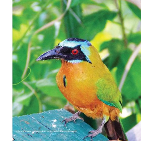 Close-up of a blue-crowned motmot bird, from the Land of the Double Chaconia subsection of the Eco-Systems and Natural Wonders segment.